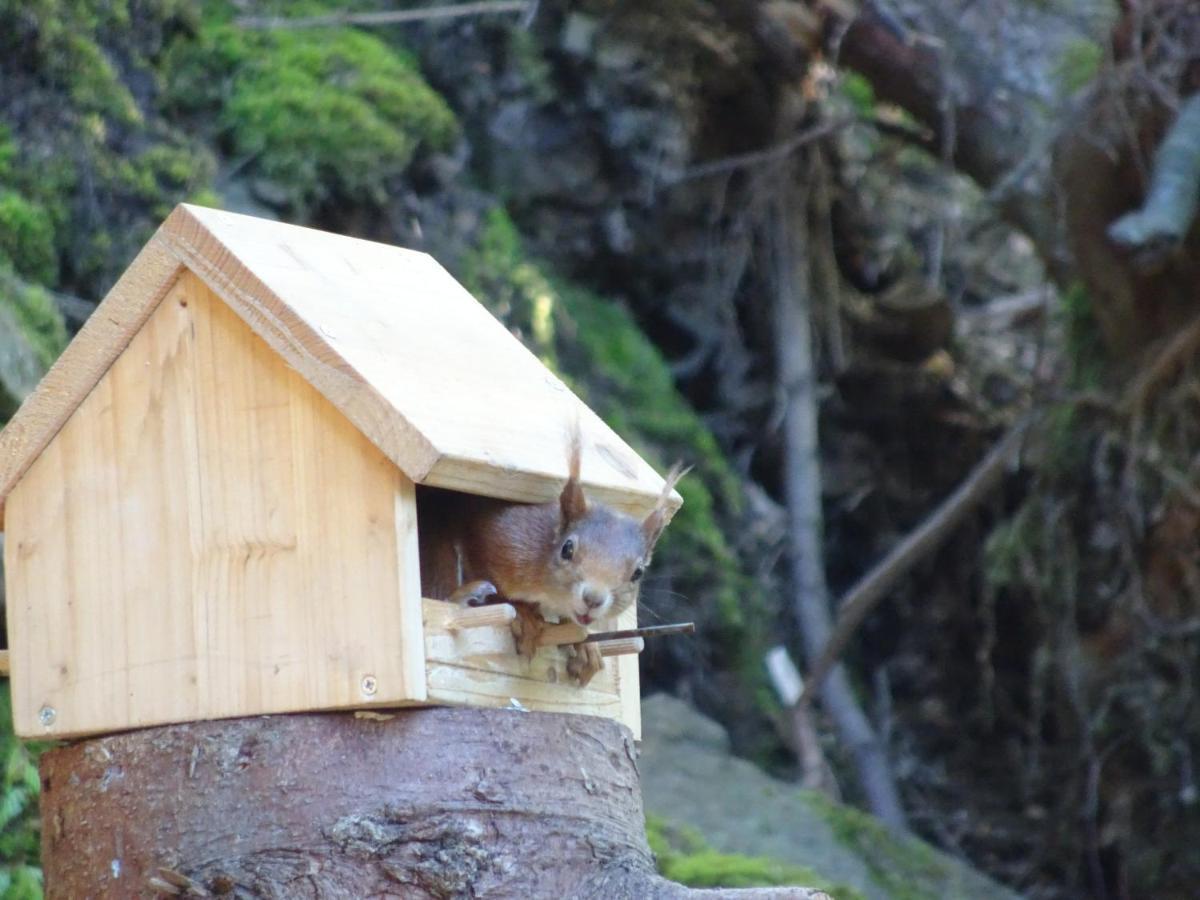Waldurlaub Klingelborn Im Sauerland Apartamento Balve Exterior foto
